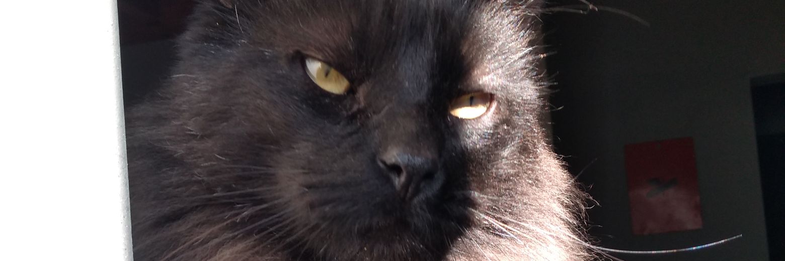 Jazrossi's profile banner image