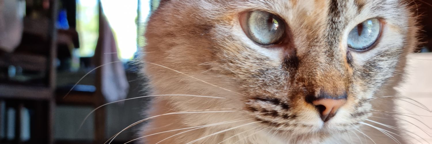 marieliavril's profile banner image