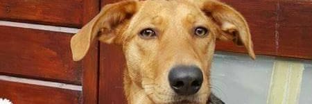 Anon Lara 🐶🐶🐶 banner