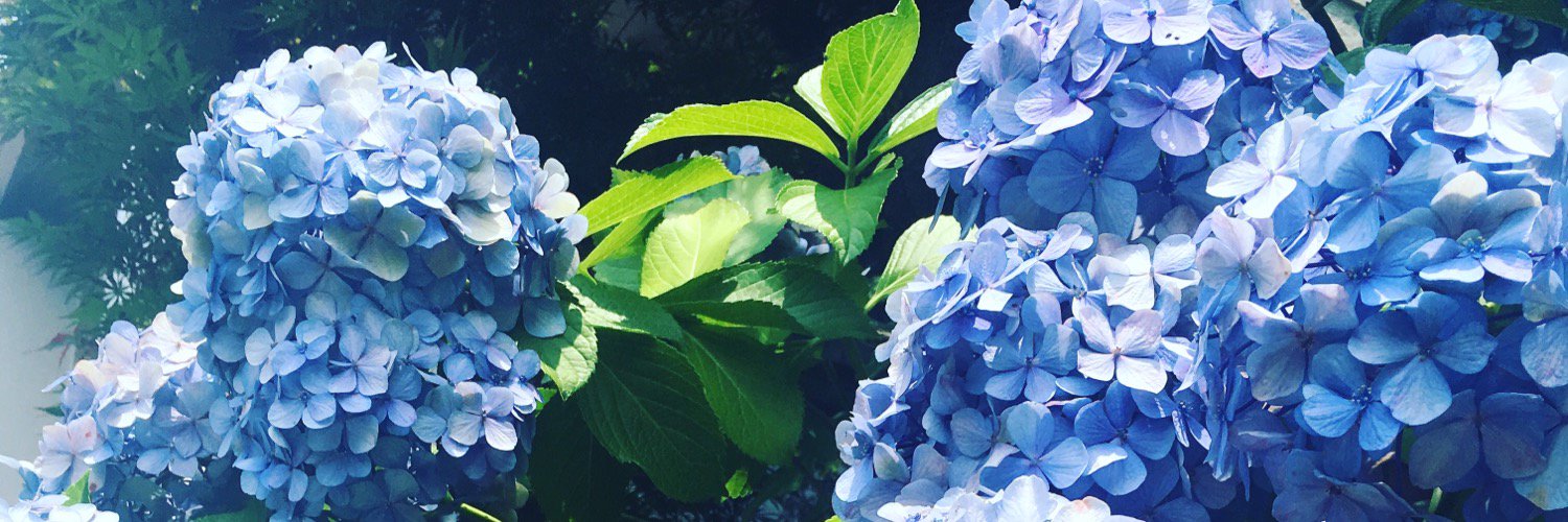 ricca_dcll's profile banner image