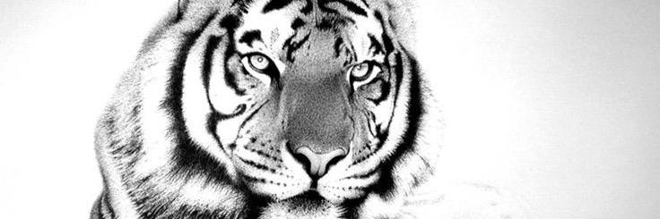 MVHSTigers's profile banner image