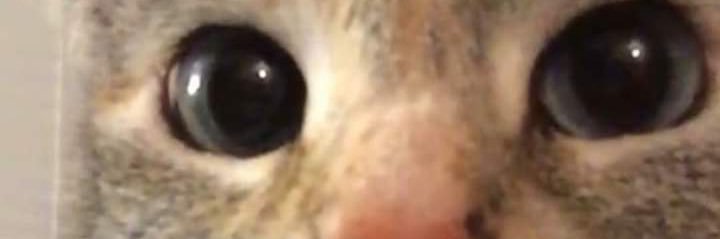TheMrReine's profile banner image