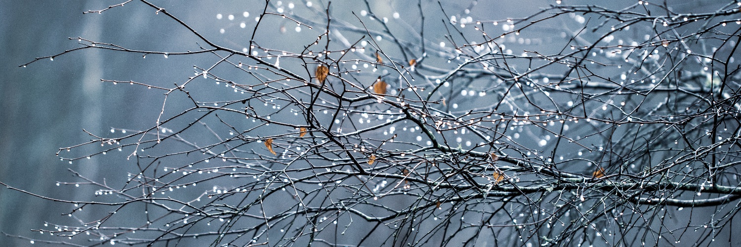 AlbaFloraPhoto's profile banner image