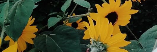 Sa_Alfort's profile banner image