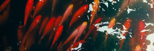 lipi_mendes Profile Banner