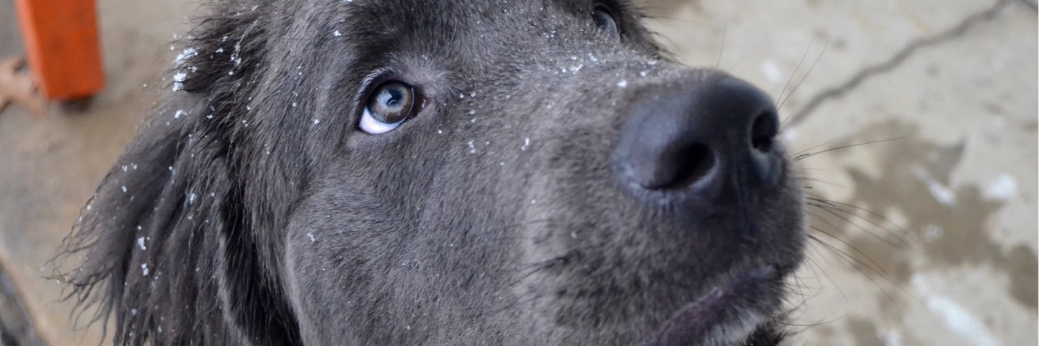 GNewfie's profile banner image