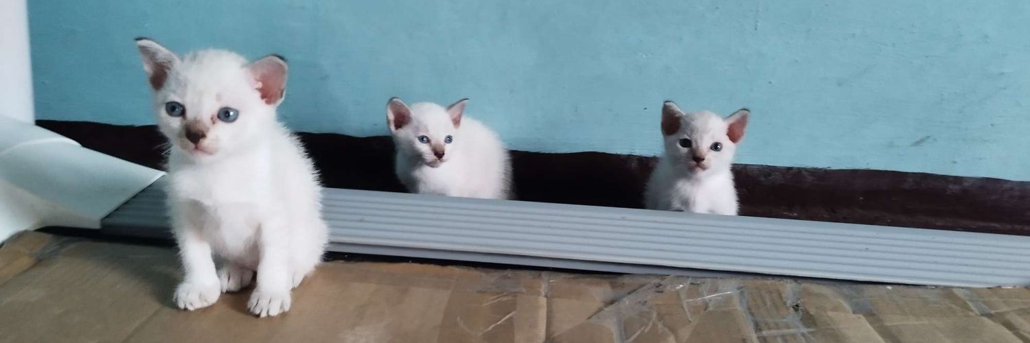 ACEYZZZZZ's profile banner image