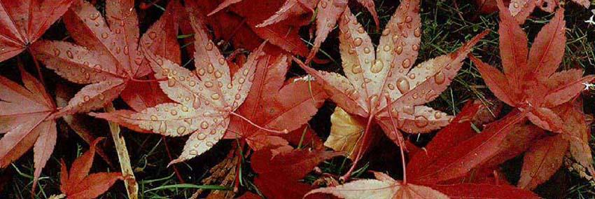 er_as0's profile banner image