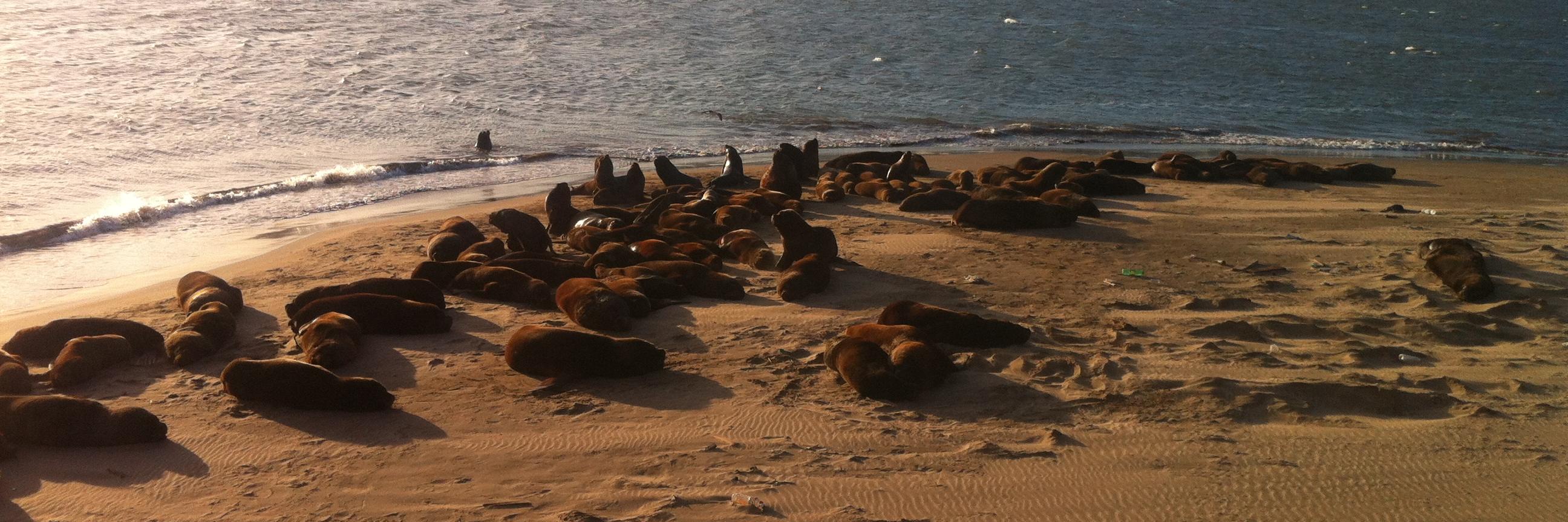 Jazz Ojeda 💙 banner