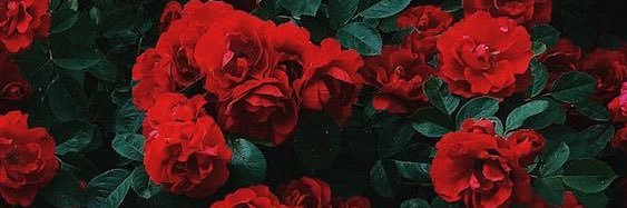 KarlaMMachado_'s profile banner image