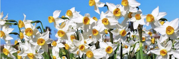 Kevin Horace꧁IP꧂ banner