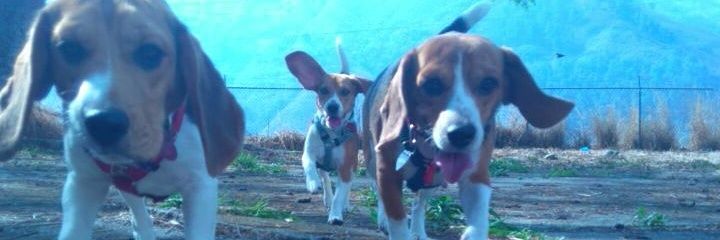 annjoann_jo's profile banner image