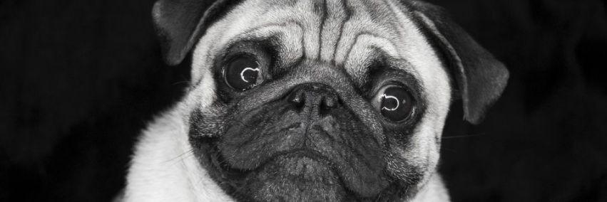 PugAppreciation's profile banner image