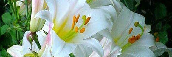 in_damask's profile banner image
