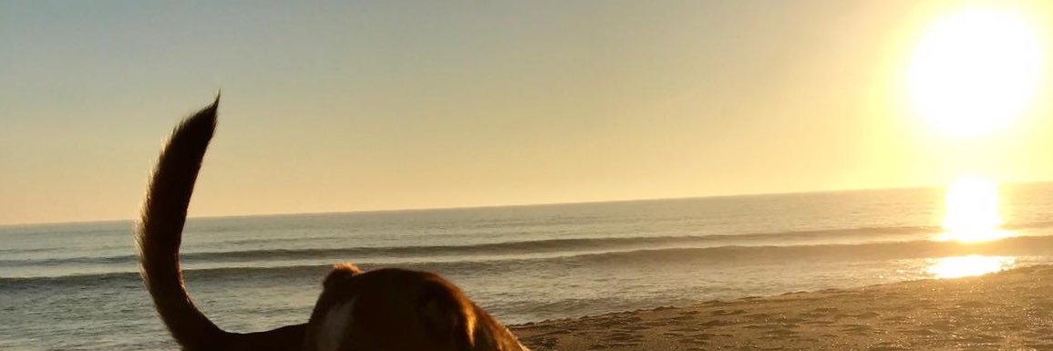 RenataFleckps's profile banner image