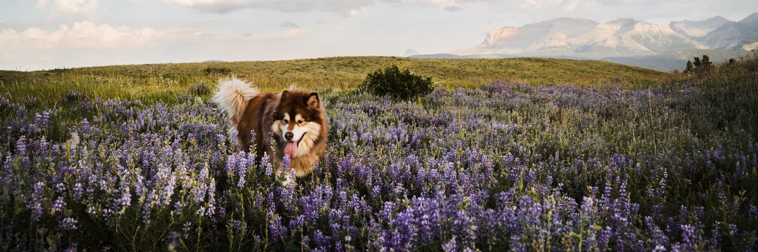 Maddoggiee's profile banner image