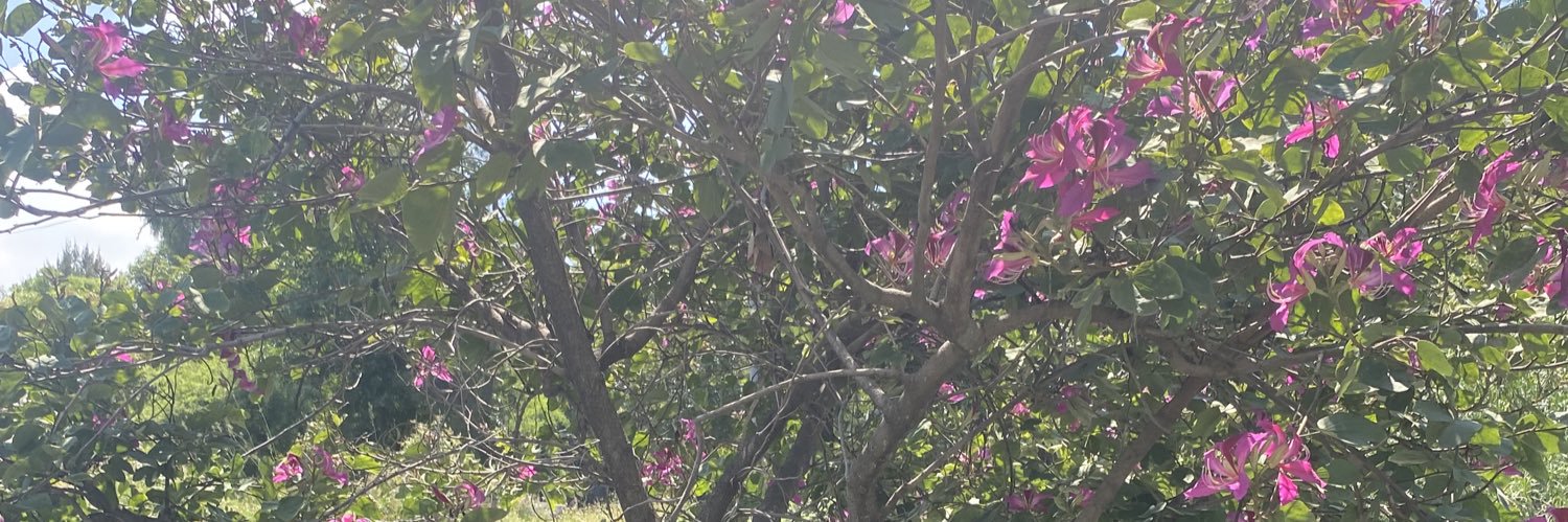 MaFernandaRS's profile banner image
