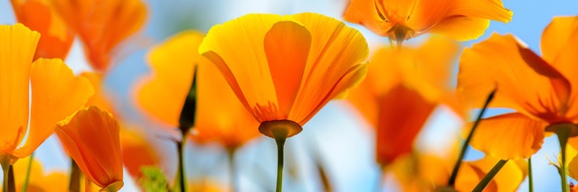 Gentle World banner