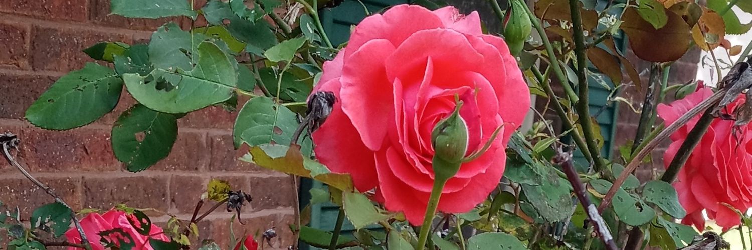 auntmable1's profile banner image