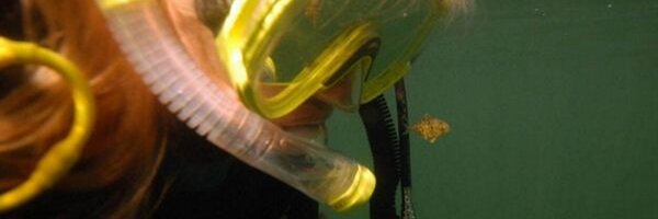 divingdane Profile Banner