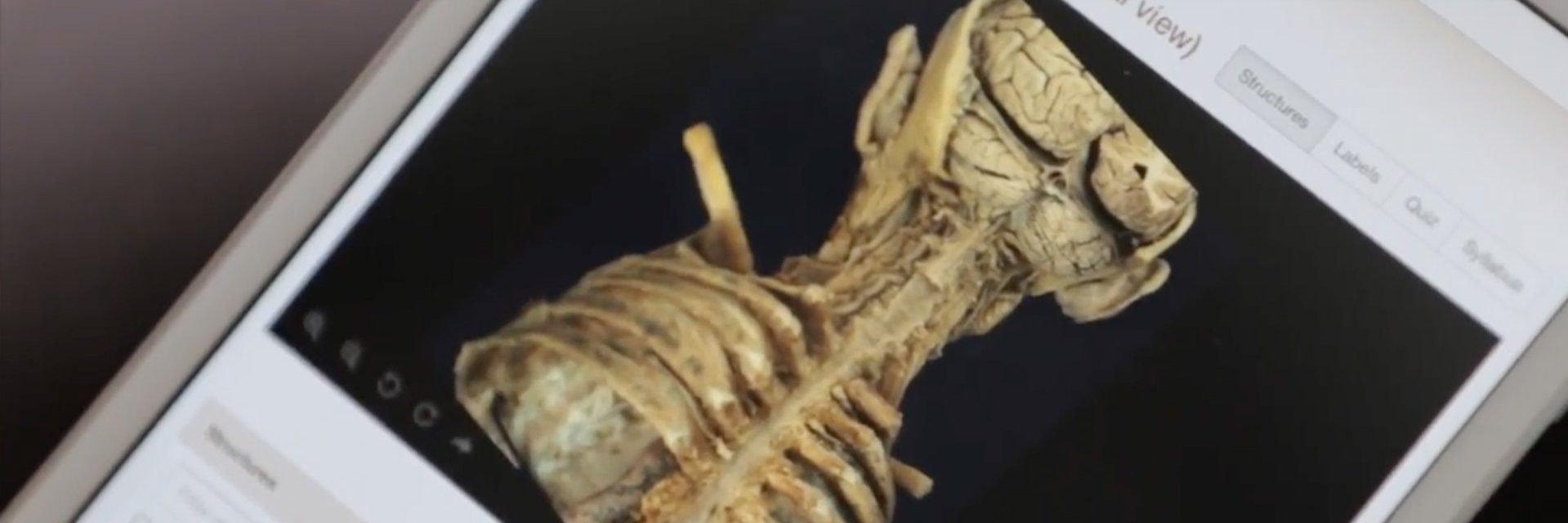 4D Interactive Anatomy banner