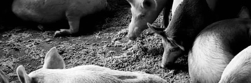Hogstead 🌱 banner