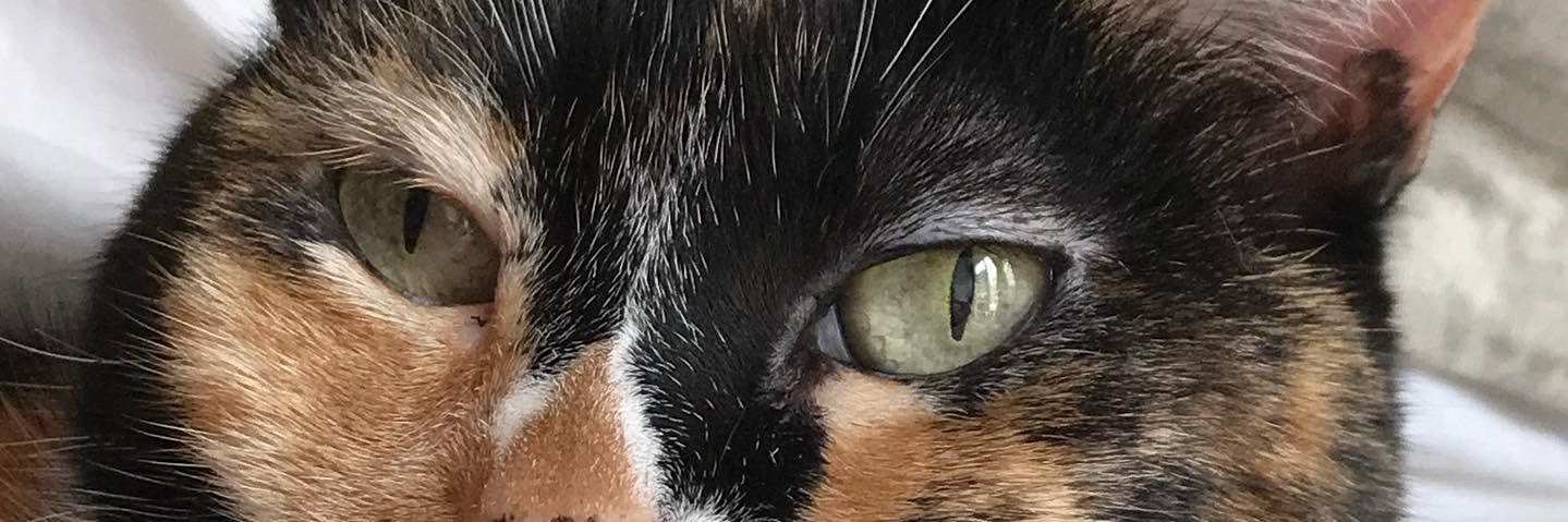 estetrica's profile banner image