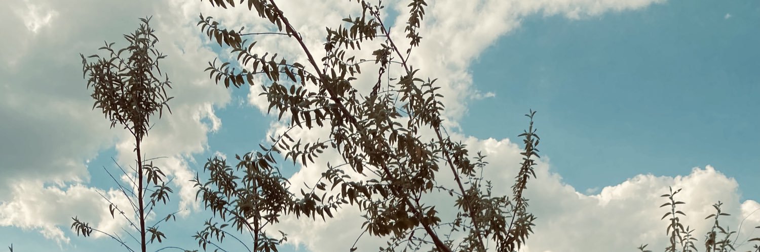 DanielaRoca3's profile banner image
