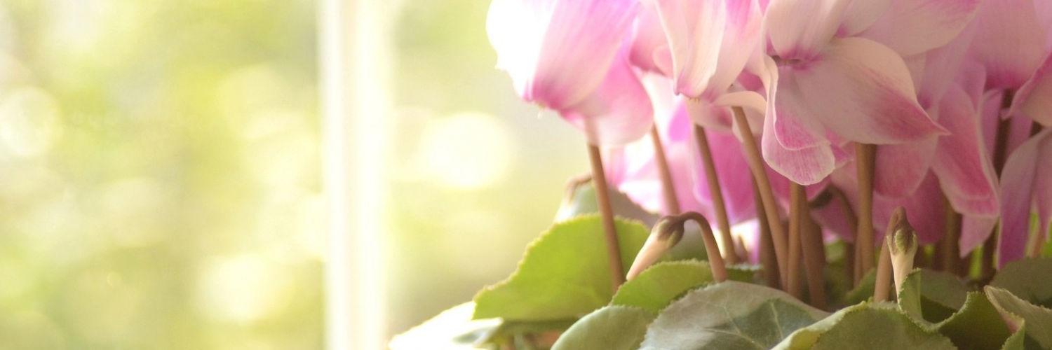 AlexisMiers2's profile banner image