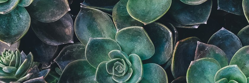 IndieReiki's profile banner image