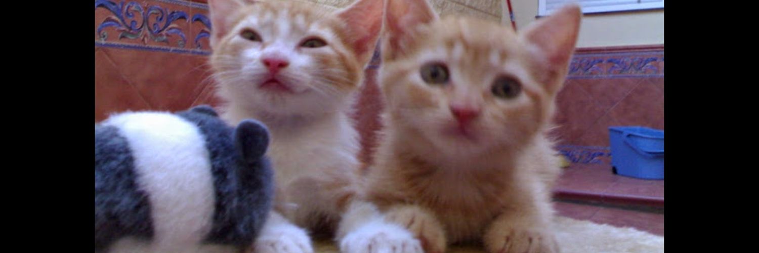 Rasputincolorad's profile banner image