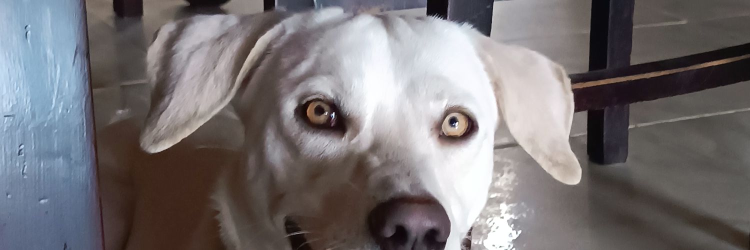 bejotaele's profile banner image
