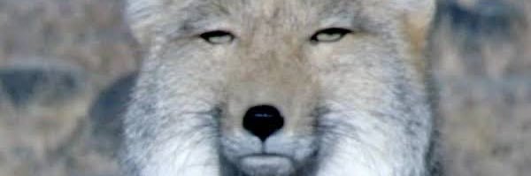 sntmntlr's profile banner image