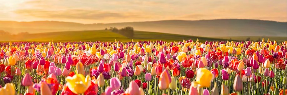 Heather Logghe, MD banner