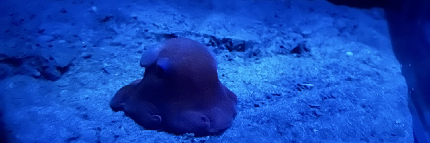 🐙すやこっこ🦐🦀 banner