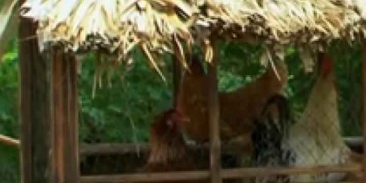 chicken_morris's profile banner image