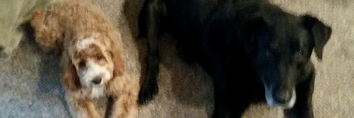hannahb2700's profile banner image