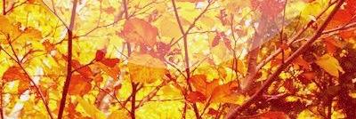 PureHeartInGod's profile banner image