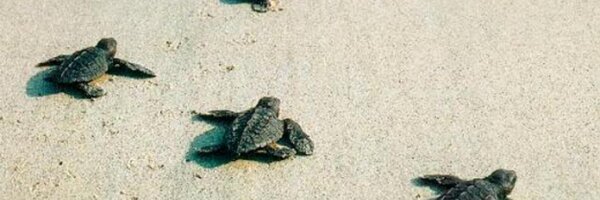 Mariajo_0 Profile Banner