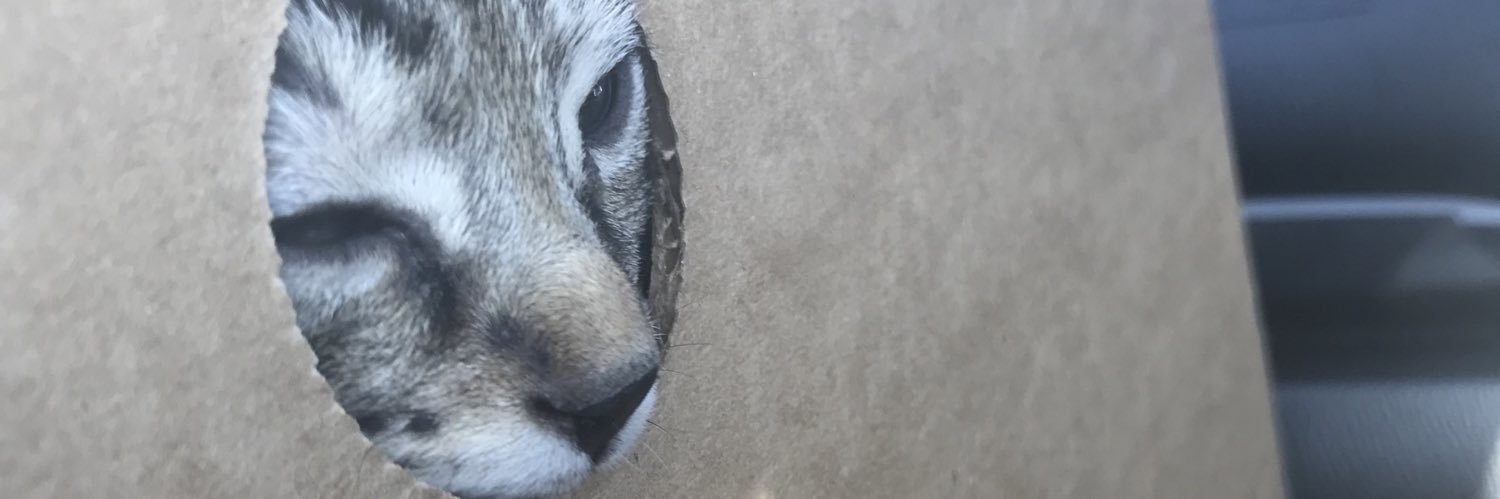 fishyish's profile banner image