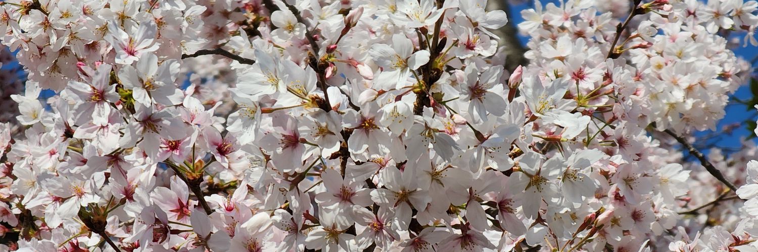 愛桜 banner