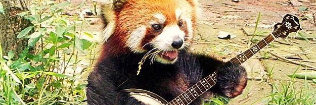 Rocky_RedPanda's profile banner image