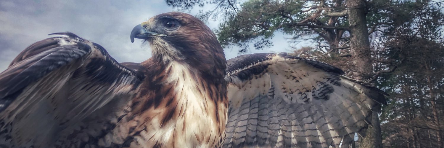 Lou W 🦅🦉 banner