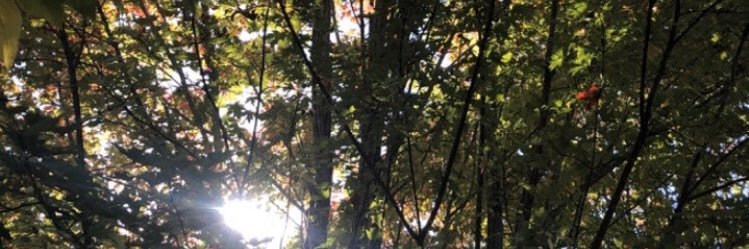 Ashley Barroso banner