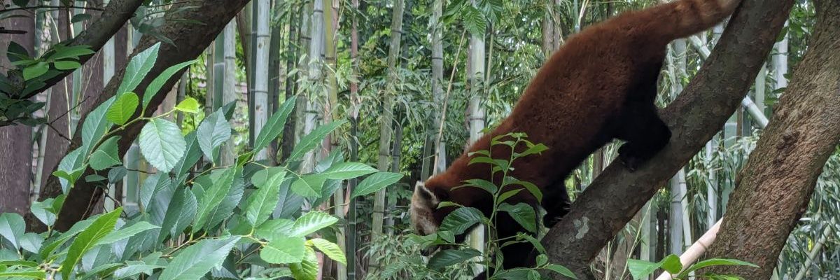whatifabear's profile banner image