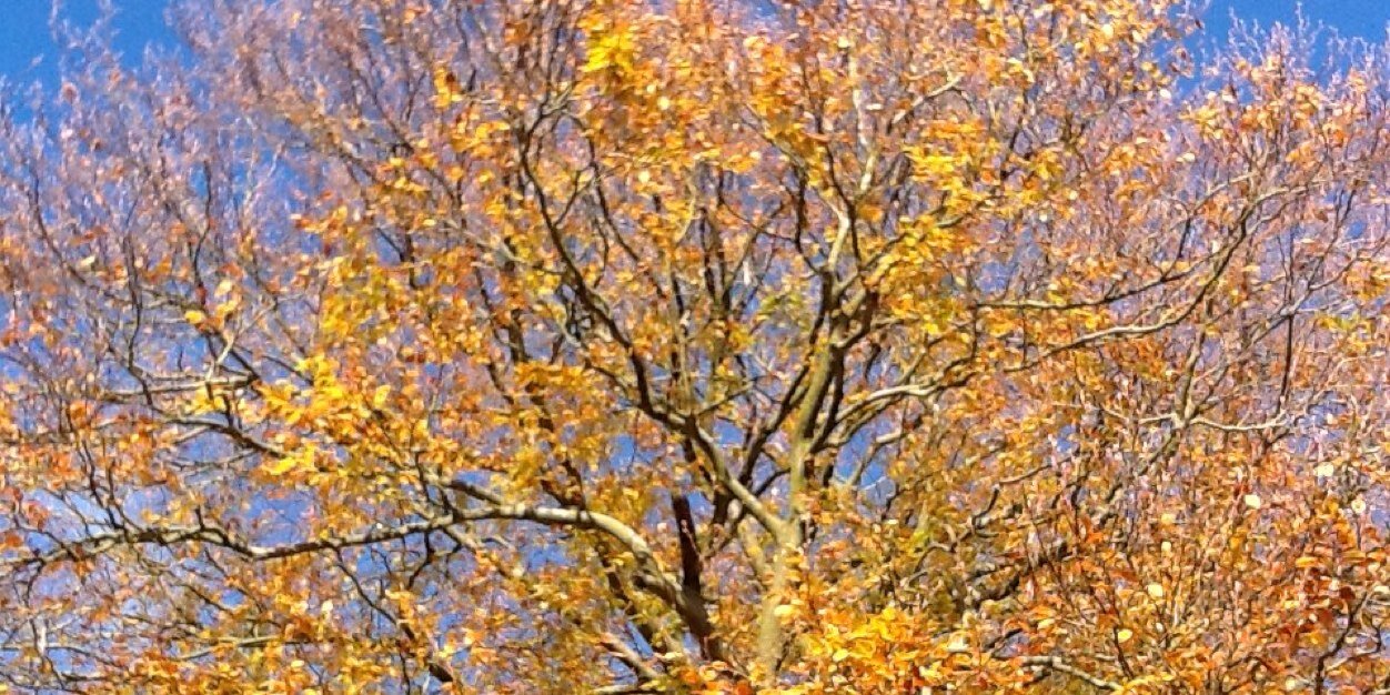 AlisonBaker2's profile banner image