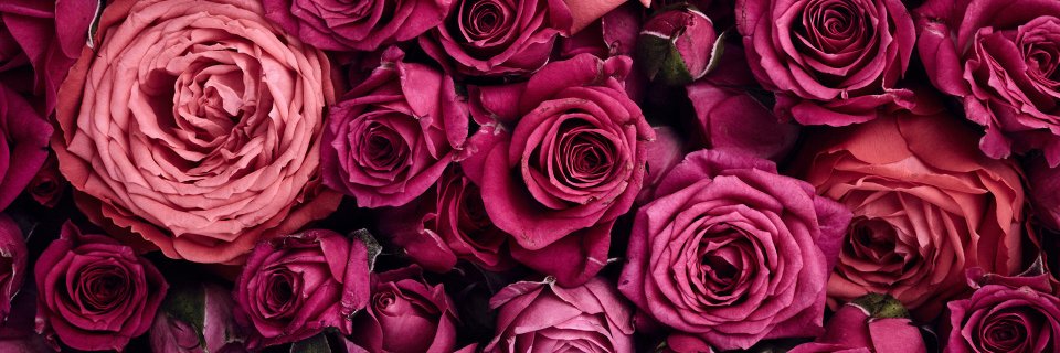 ohericarose's profile banner image