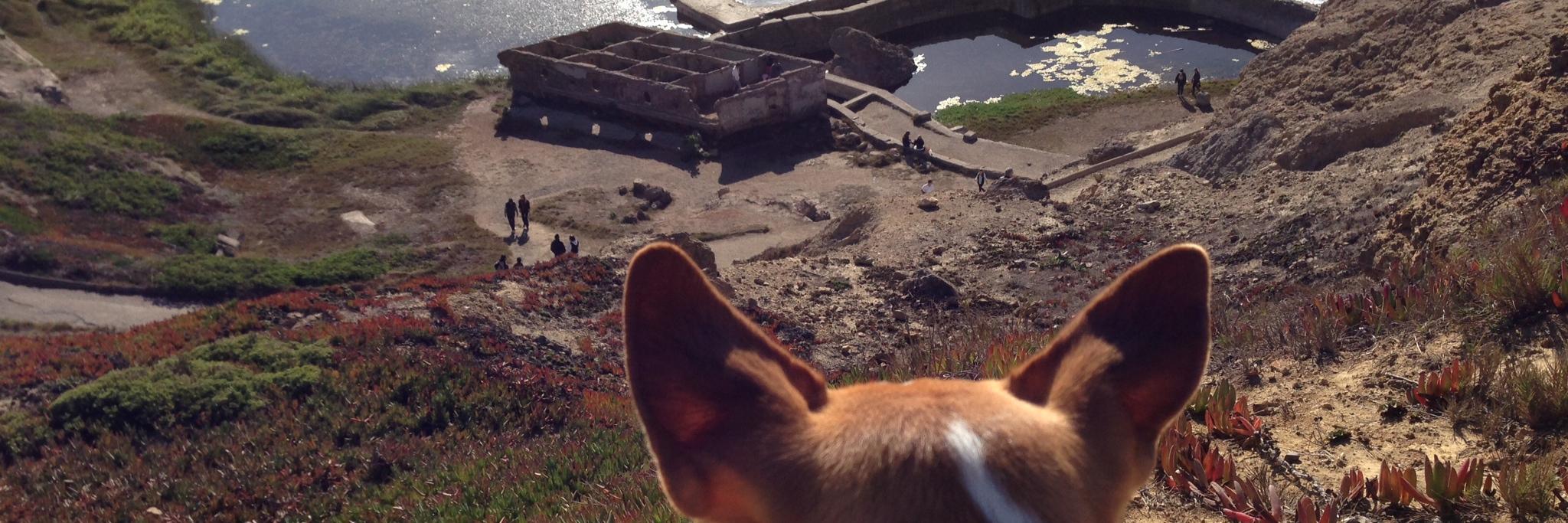 macshawthedog's profile banner image