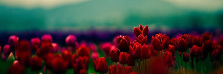 VMadysen's profile banner image