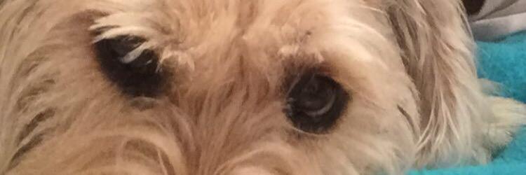 PelePresley's profile banner image